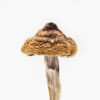 B+ magic mushroom