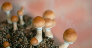 Mushroom spores