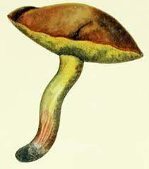Suillus Granulatus mushroom
