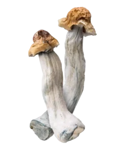 Ghost Magic Mushrooms