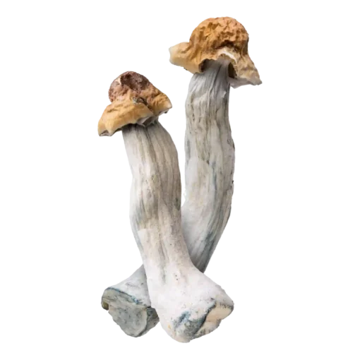 Ghost Magic Mushrooms